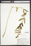 Osmunda claytoniana by WVA (West Virginia University Herbarium)