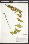 Dryopteris cristata by WVA (West Virginia University Herbarium)