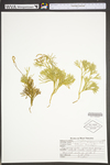 Lycopodium tristachyum by WVA (West Virginia University Herbarium)
