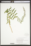 Polystichum acrostichoides by WVA (West Virginia University Herbarium)