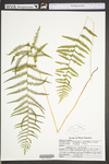 Thelypteris palustris var. pubescens by WVA (West Virginia University Herbarium)