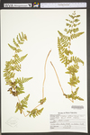 Woodsia obtusa ssp. obtusa by WVA (West Virginia University Herbarium)