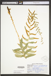 Polystichum acrostichoides by WVA (West Virginia University Herbarium)