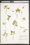 Botrychium dissectum by WVA (West Virginia University Herbarium)