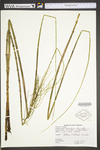 Equisetum fluviatile by WVA (West Virginia University Herbarium)