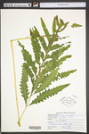 Onoclea sensibilis by WVA (West Virginia University Herbarium)