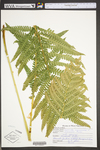 Osmunda cinnamomea var. cinnamomea by WVA (West Virginia University Herbarium)