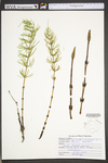 Equisetum arvense by WVA (West Virginia University Herbarium)