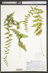 Cystopteris bulbifera by WVA (West Virginia University Herbarium)