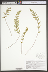 Woodsia ilvensis by WVA (West Virginia University Herbarium)