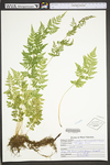Cystopteris tenuis by WVA (West Virginia University Herbarium)