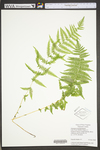 Thelypteris noveboracensis by WVA (West Virginia University Herbarium)